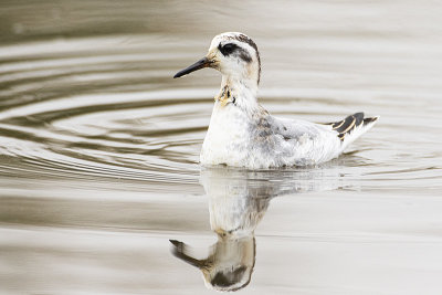 red phalarope 091920_MG_4036 