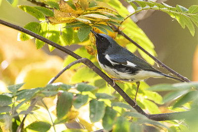 black-throated blue warbler 092820_MG_5191 