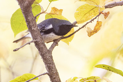 black-throated blue warbler 092820_MG_5262