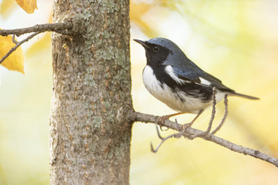 black-throated blue warbler 092820_MG_5307 