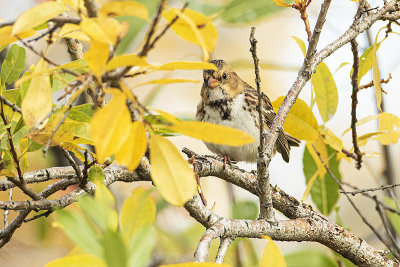 harris's sparrow 101120_MG_6106