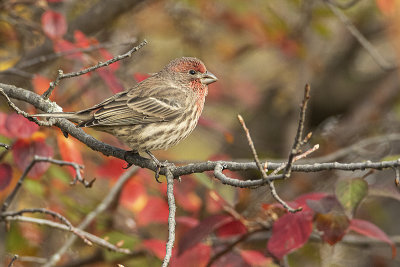 house finch 101120_MG_6136