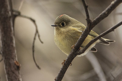 ruby-crowned kinglet 102120_MG_6766 