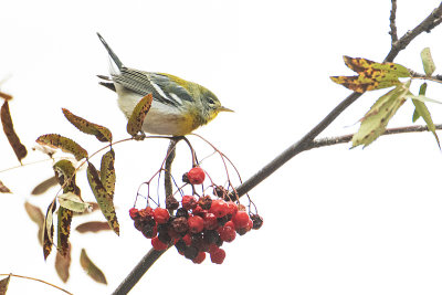 northern parula 102220_MG_6808 