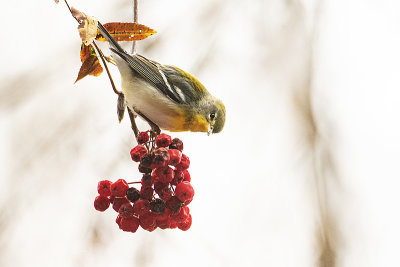 northern parula 102220_MG_6847 