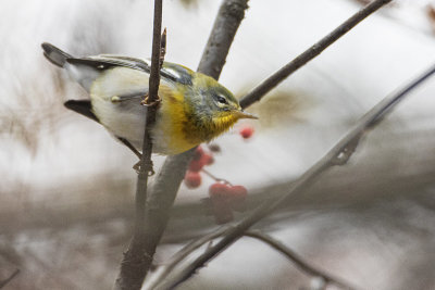 northern parula 102120_MG_6579 