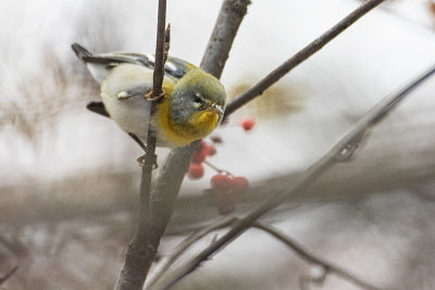 northern parula 102120_MG_6581