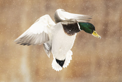 mallard 021121_MG_9038 