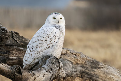 snowy owl 040421_MG_0598