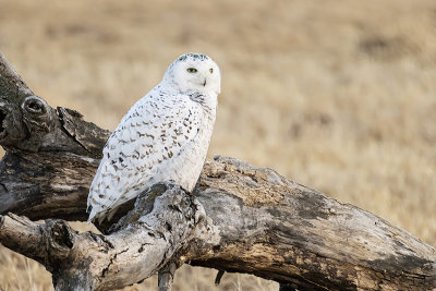 snowy owl 040421_MG_0699 