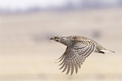 sharp-tailed grouse 040321_MG_0285 