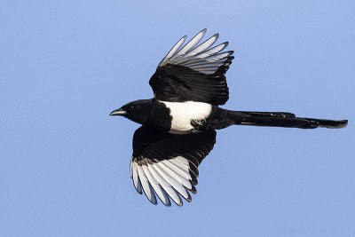black-billed magpie 050221_MG_9153 