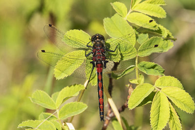 dragonfly 060621_MG_1302 