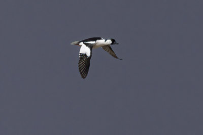 bufflehead x goldeneye hybrid 041021_MG_1237 