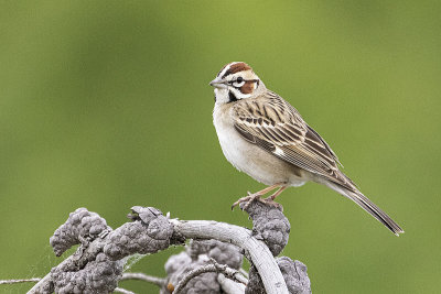 lark sparrow061121_MG_3788 