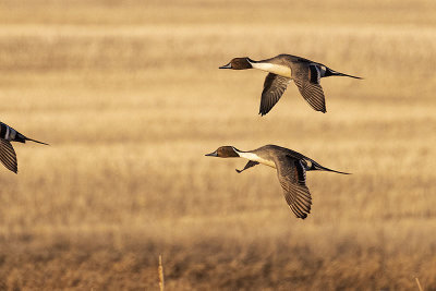 northern pintail 041521_MG_2507 