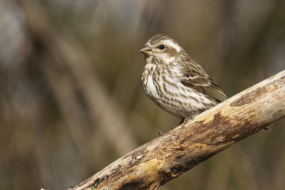 purple finch 042821_MG_6975 