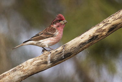 purple finch 042821_MG_7336 