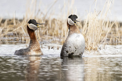 Red-necked Grebes