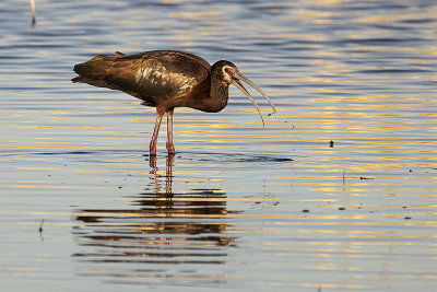 white-faced ibis 050321_MG_9474 