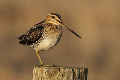 wilsons snipe 051021_MG_3832 