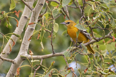 baltimore oriole 070221_MG_5751 