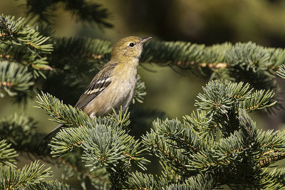 bay-breasted warbler 082521_MG_3875 