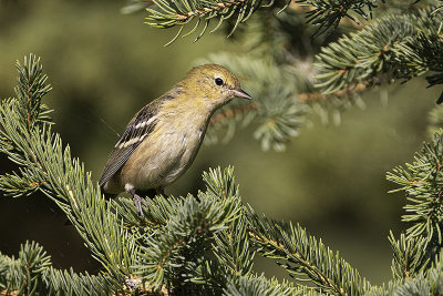 bay-breasted warbler 082521_MG_4023 