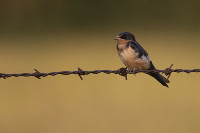 barn swallow 072421_MG_7538 