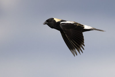 bobolink 061821_MG_5027 