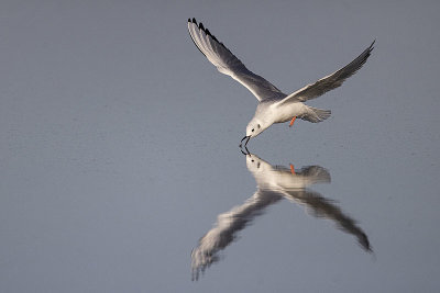 bonaparte's gull 092721_MG_7411 