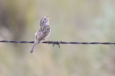 brewer's sparrow 062621_MG_5432 