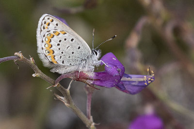 northern blue 071621_MG_3564