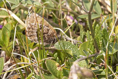 white-veined arctic 071721_MG_3683 