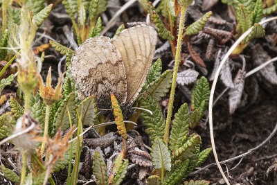 polixenes arctic 071721_MG_3984 