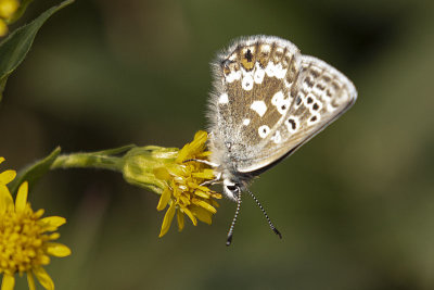 butterfly071721_MG_4237 