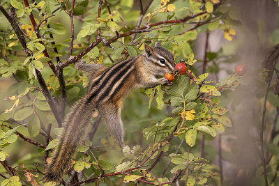 chipmunk 082821_MG_4659