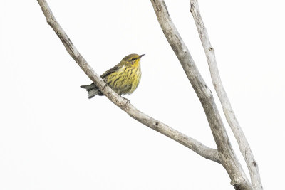 cape may warbler 081221_MG_8513 