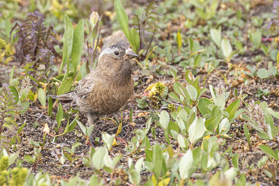 gray-crowned rosy-finch 071721_MG_4312