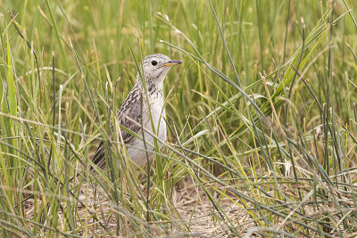 Sprague's Pipits