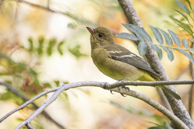 western tanager 081821_MG_2682 