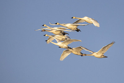 tundra swans 102721_MG_3517 