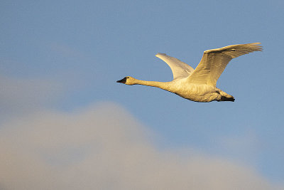 tundra swan 102721_MG_3919 