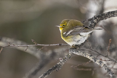 pine warbler 112021_MG_0446