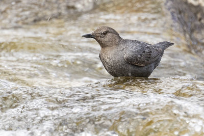 american dipper 052222_MG_0081