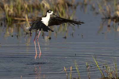 black-necked stilt 060122_MG_1040