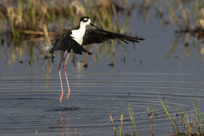 black-necked stilt 060122_MG_1040 