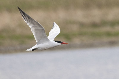 caspian tern 051922_MG_8877 