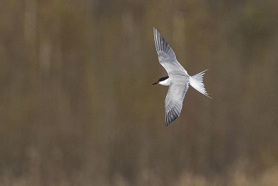 common tern 051522_MG_3917 