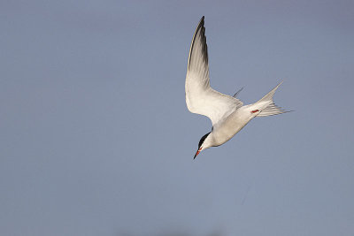 common tern 051522_MG_6142